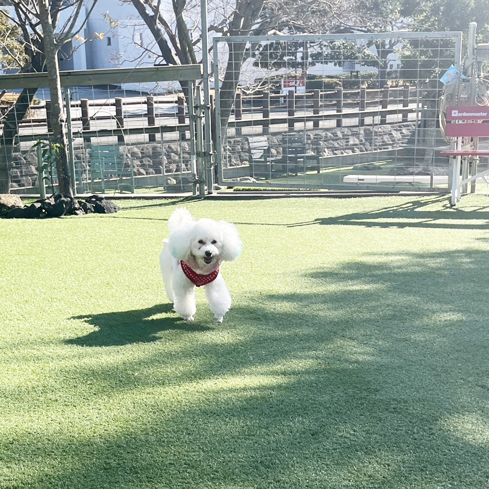 卒業犬ビオレちゃん、初めてづくし！